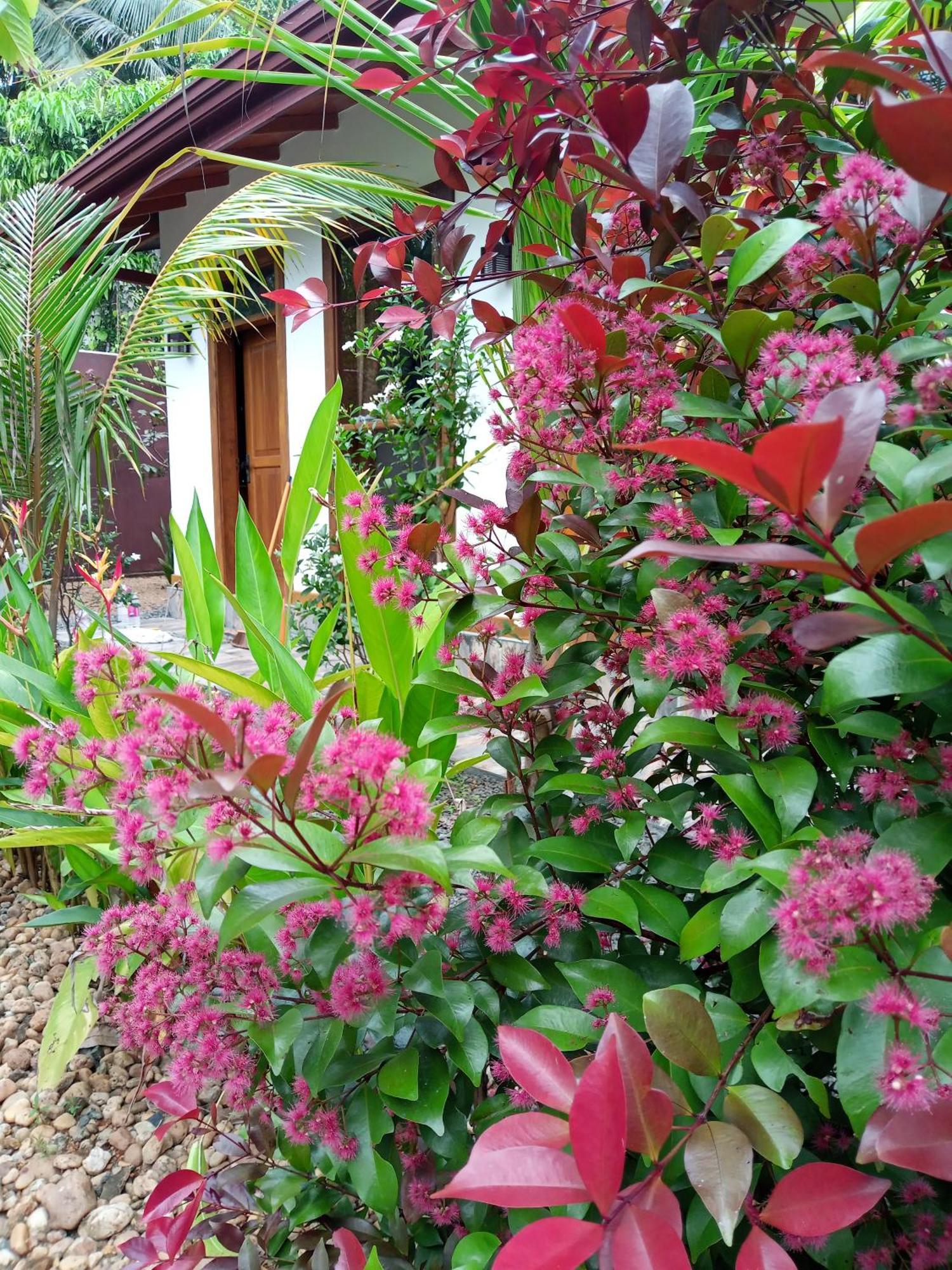 Luxury Villa With Bb Free Wi-Fi Bentota Exterior photo